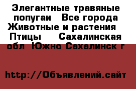 Элегантные травяные попугаи - Все города Животные и растения » Птицы   . Сахалинская обл.,Южно-Сахалинск г.